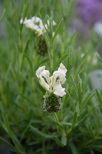 Lavandula Sensation White